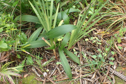 Setaria palmifolia