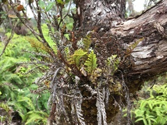 Adenophorus tamariscinus