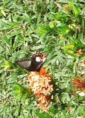 Papilio polytes ledebouria