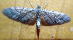 Eupithecia lanceata