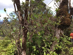 Alyxia stellata