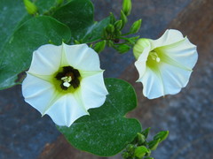 Ipomoea corymbosa