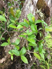 Alyxia stellata