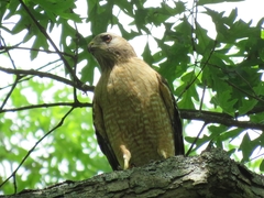 Buteo lineatus