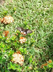 Papilio polytes ledebouria