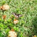 Papilio alphenor ledebouria - Photo no hay derechos reservados, subido por jfm smitty