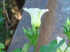 Ipomoea corymbosa