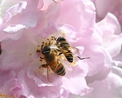 Eristalis cerealis
