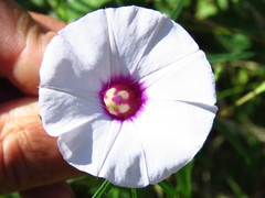 Ipomoea ternifolia