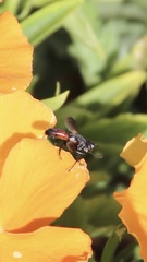 Cylindromyia bicolor