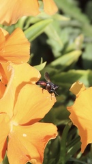 Cylindromyia bicolor