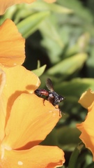 Cylindromyia bicolor