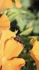 Cylindromyia bicolor