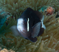 Amphiprion mccullochi