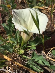 Calystegia subacaulis subacaulis