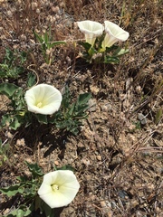Calystegia subacaulis subacaulis