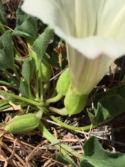Calystegia subacaulis subacaulis