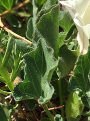 Calystegia subacaulis subacaulis