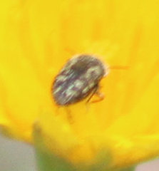 Acmaeodera neglecta