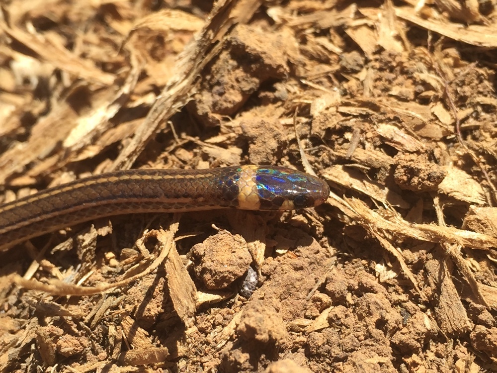 Tantilla stenigrammi (Guía de Serpientes en Honduras) · iNaturalist