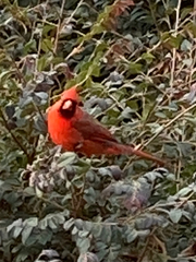 Cardinalis cardinalis