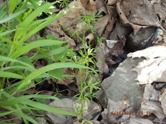 Floerkea proserpinacoides