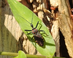 Rhynocoris venustus