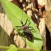 Rhynocoris venustus - Photo (c) Kai Joaquin,  זכויות יוצרים חלקיות (CC BY-NC), הועלה על ידי Kai Joaquin