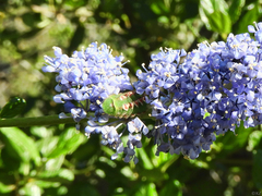 Callophrys augustinus