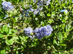 Callophrys augustinus