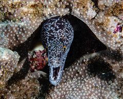 Gymnothorax annasona