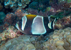 Amphiprion latezonatus