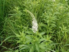 Lysimachia fortunei