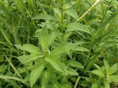 Lysimachia fortunei