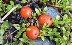 Coprosma perpusilla perpusilla