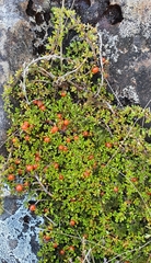 Coprosma perpusilla perpusilla