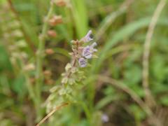 Salvia plebeia