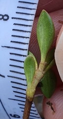 Coprosma perpusilla perpusilla