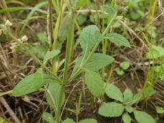 Salvia plebeia