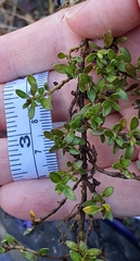 Coprosma perpusilla perpusilla