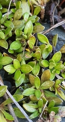 Coprosma perpusilla perpusilla