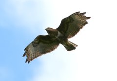 Buteo brachypterus