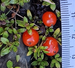 Coprosma perpusilla perpusilla