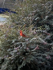 Cardinalis cardinalis
