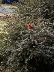 Cardinalis cardinalis
