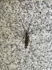 Tipula coquilletti