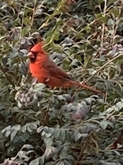 Cardinalis cardinalis
