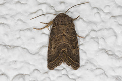 Protorthodes melanopis