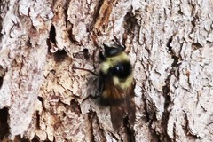 Criorhina