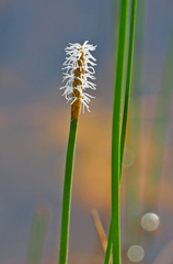 Eleocharis cellulosa